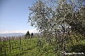 VBS_7138 - PressTour educational dedicato ai vini del Pinerolese e all’olio prodotto sulla collina di Pinerolo